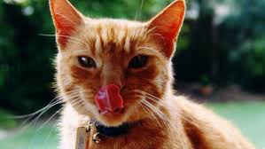 cat-got-your-tongue-what-is-its-origin-and-meaning-2