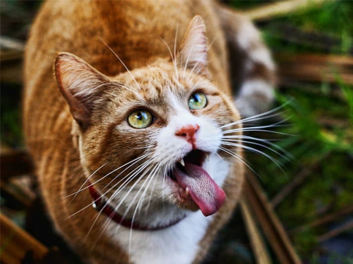 cat-got-your-tongue-what-is-its-origin-and-meaning-3