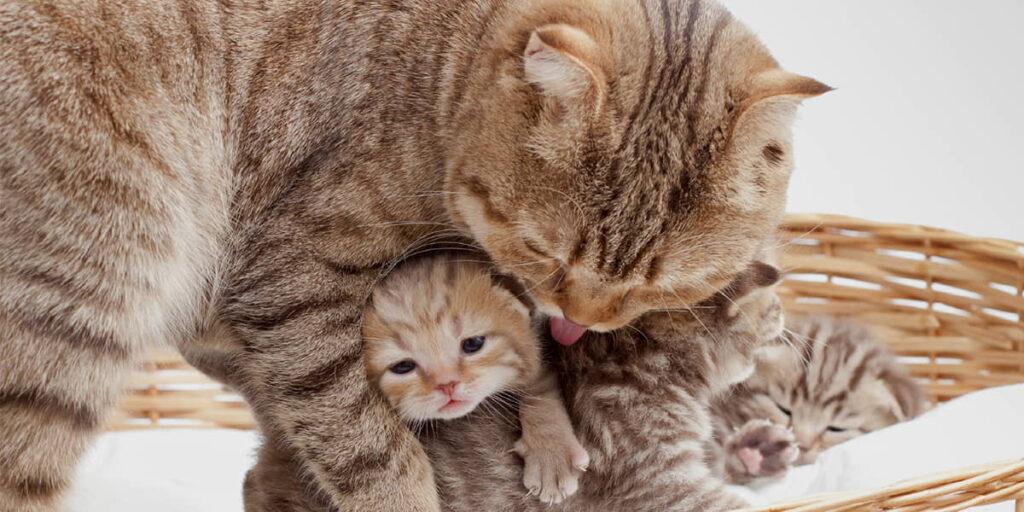 cat-pregnancy-stages-2