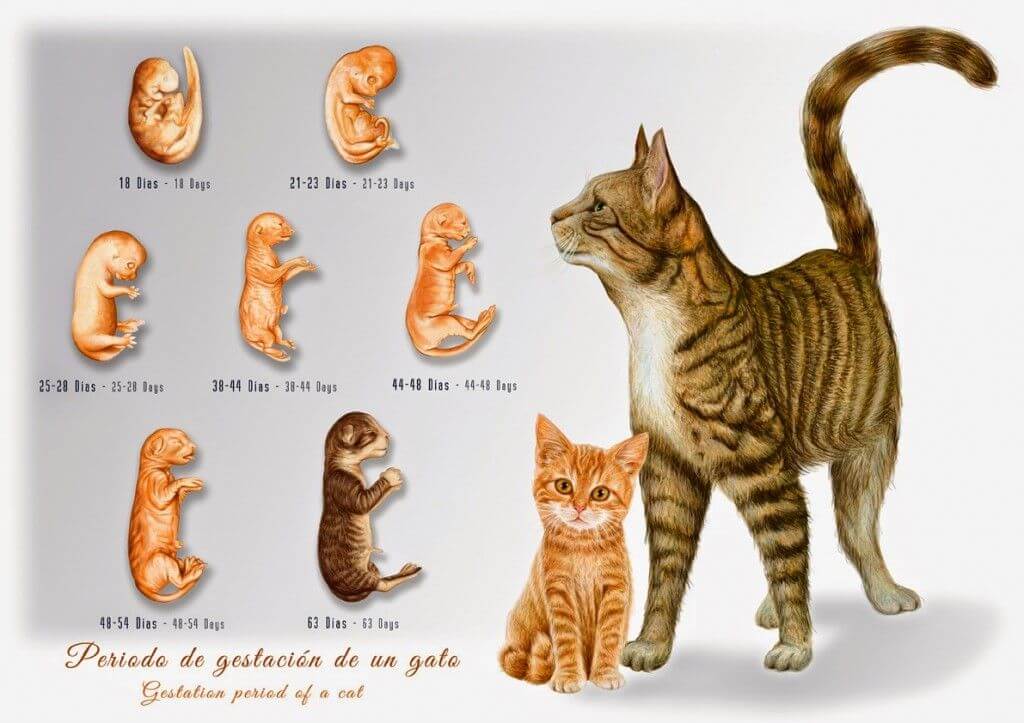 cat-pregnancy-stages