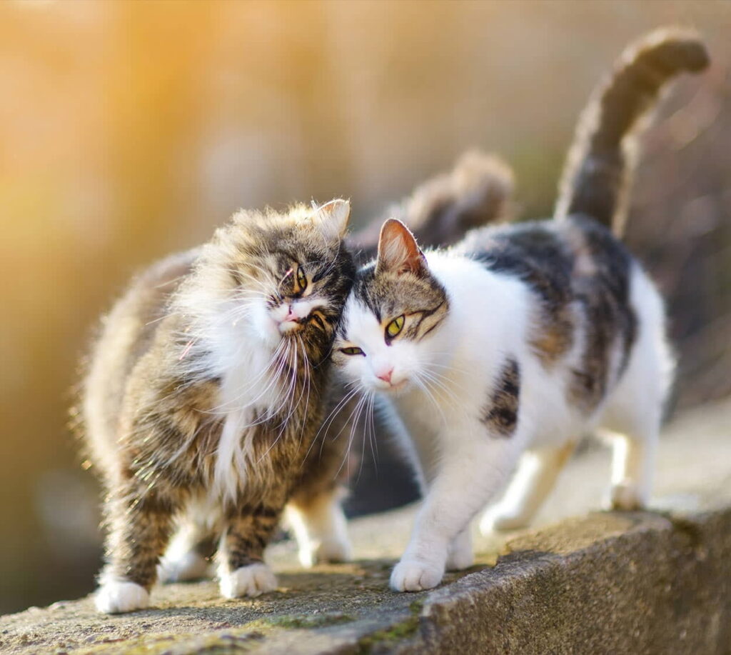 cat-talk-a-guide-to-cat-body-language-1