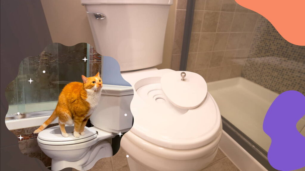 cat-toilet-training-1