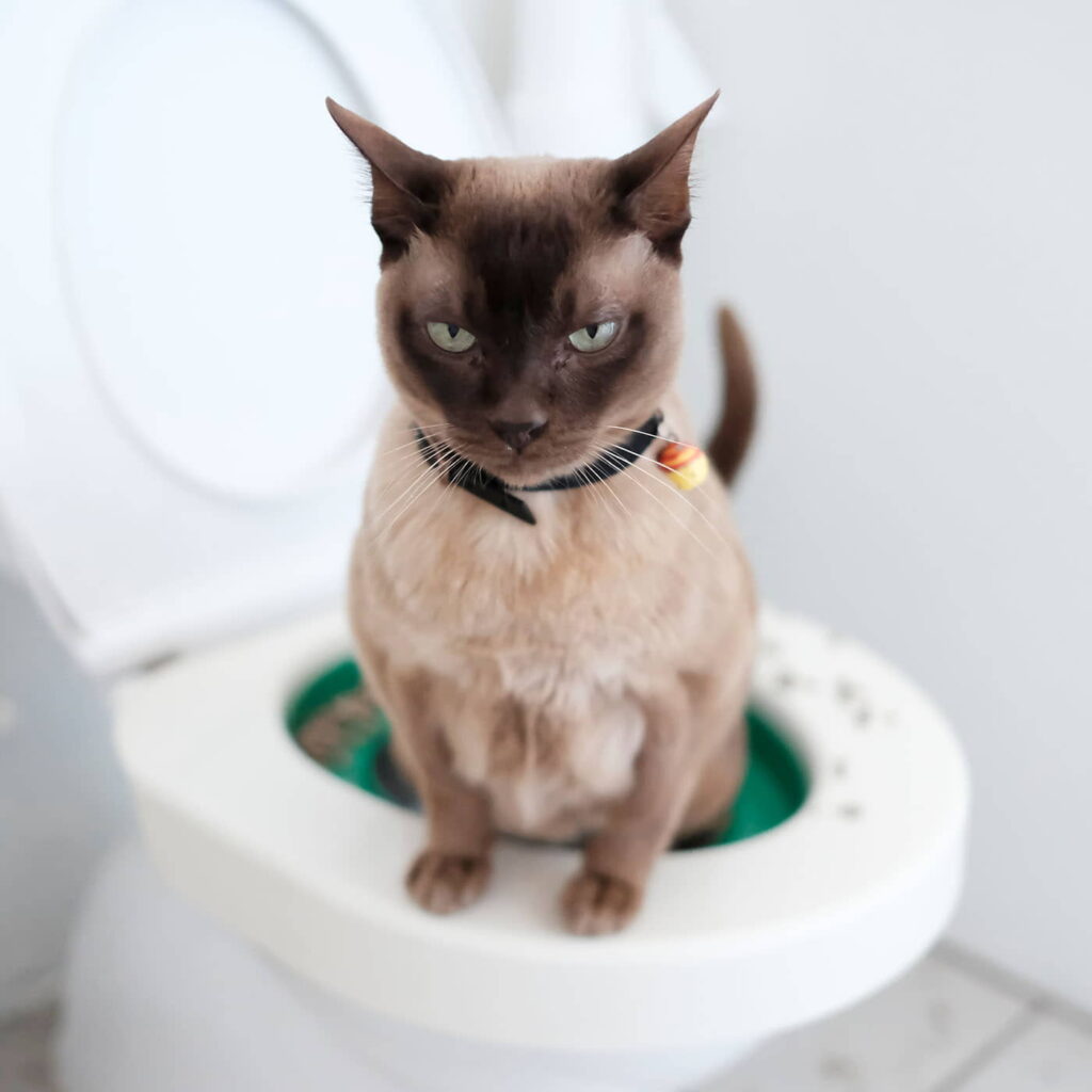 cat-toilet-training