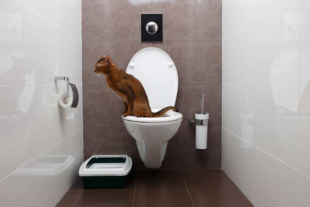 cat-toilet-training-3