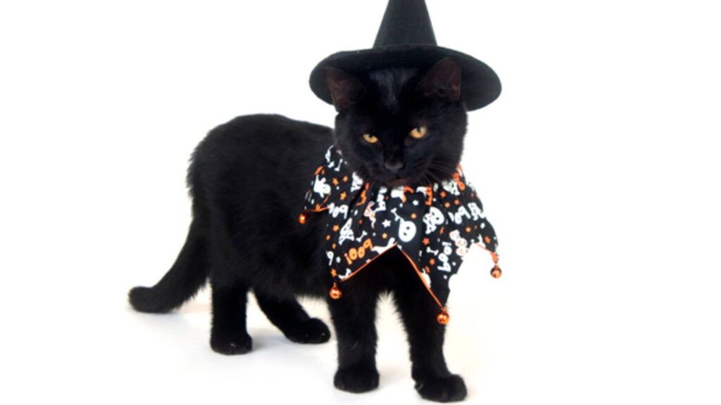 cats-and-witches:-the-magical-history-of-a-black-cat