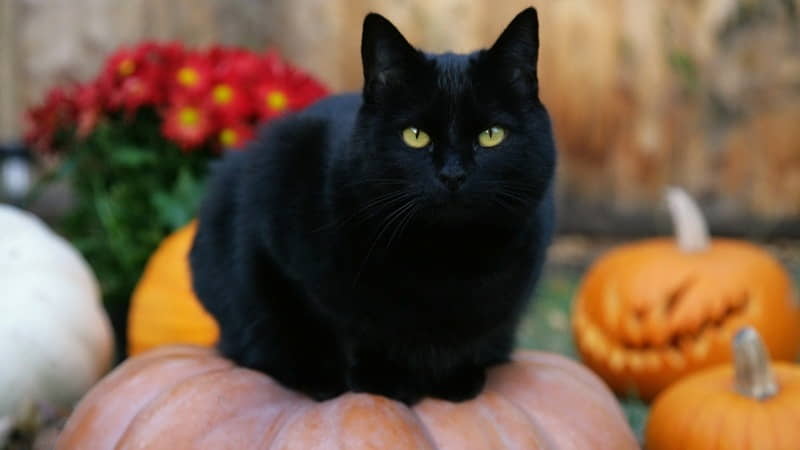 cats-and-witches-the-magical-history-of-black-cats