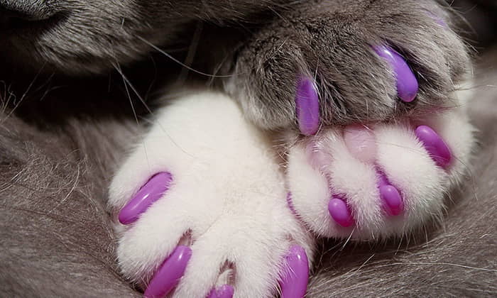 the-benefits-and-drawbacks-of-declawing-cats