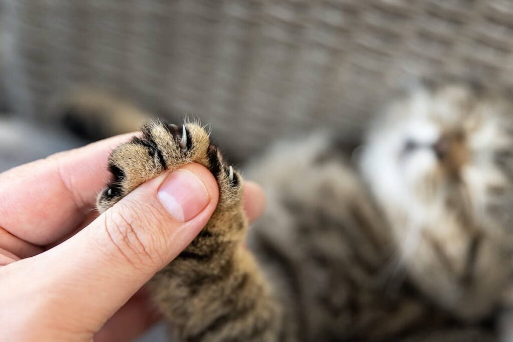 the-benefits-and-drawbacks-of-declawing-cats
