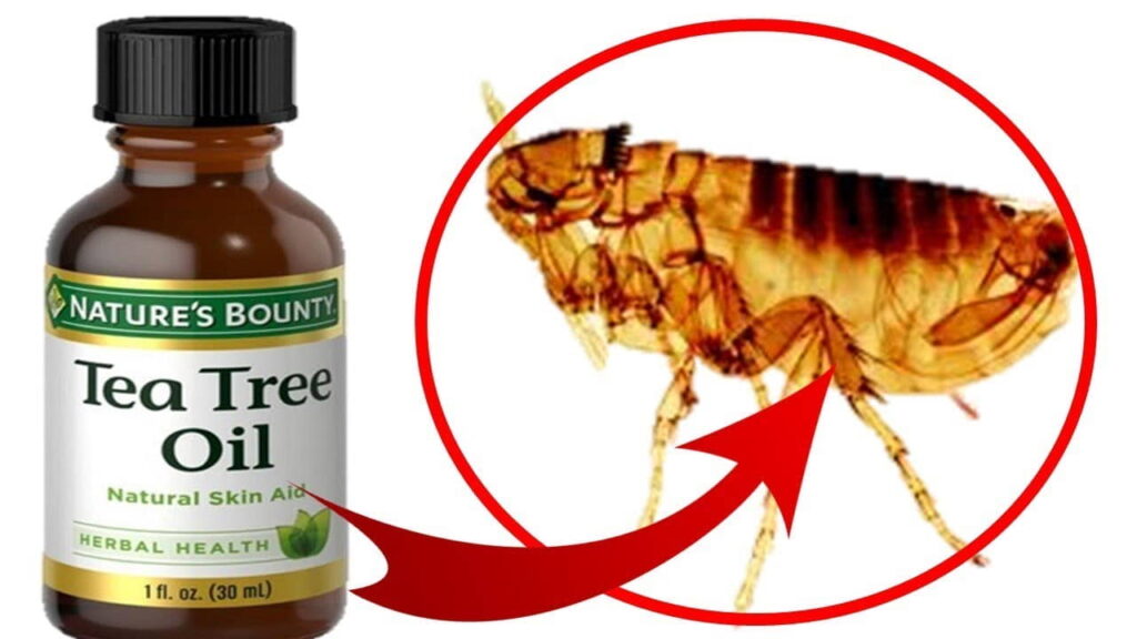 does-tea-tree-oil-kill-fleas-1