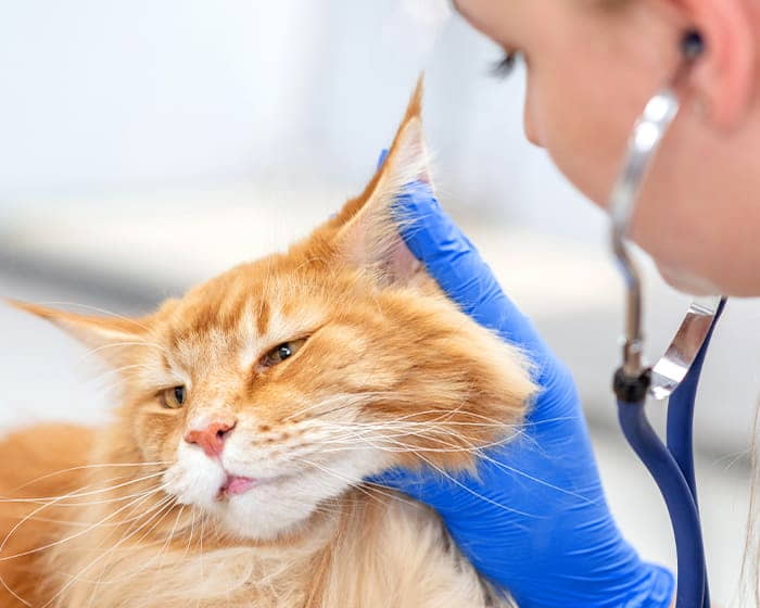 ear-infections-in-cats-2