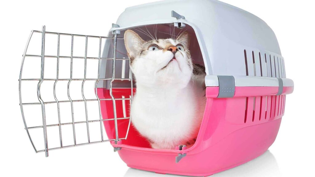 cat-carrier:-get-your-cat-to-like-his-carrier