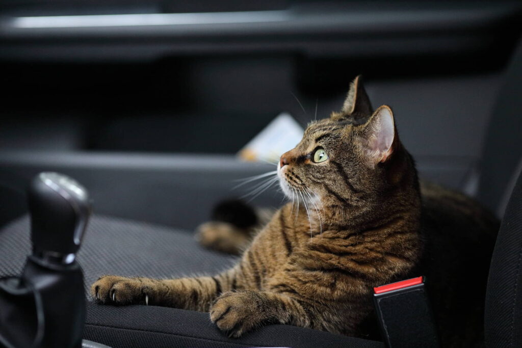 get-your-cat-to-like-the-car-1