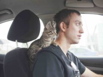 Make Your Cat Enjoy the Car
