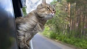 get-your-cat-to-like-the-car.