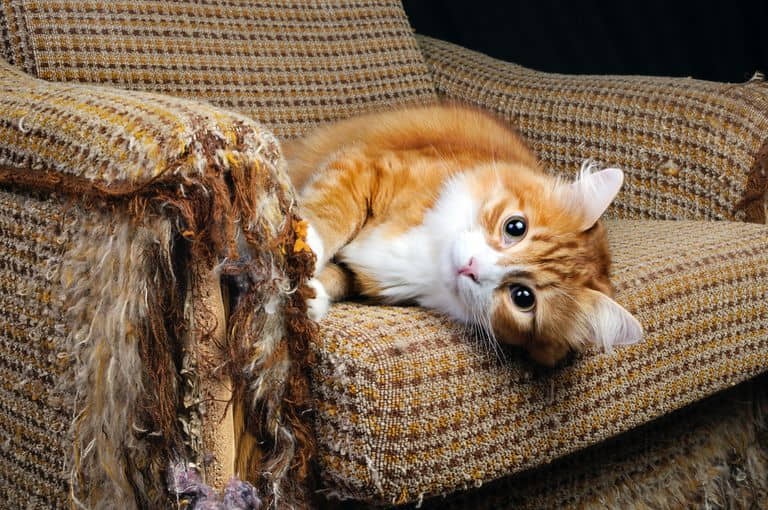 how-do-i-stop-cat-from-scratching-furniture?