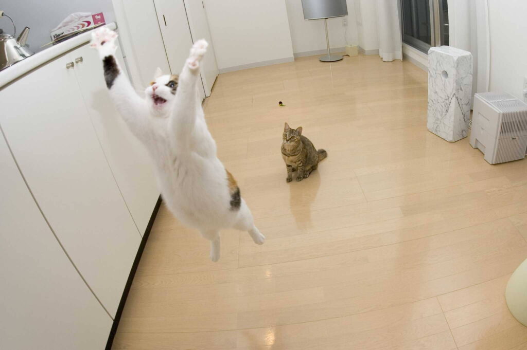 how-fast-can-a-cat-run-how-high-can-a-cat-jump-more-1