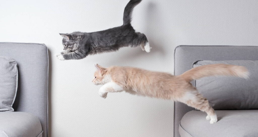 how-fast-can-a-cat-run-how-high-can-a-cat-jump-more-2
