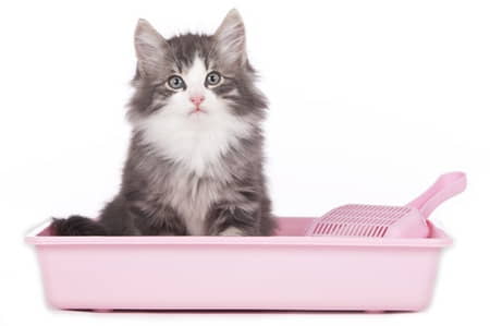 how-many-litter-boxes-do-i-need-3