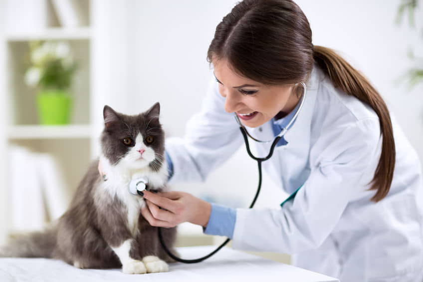 how-frequently-should-a-cat-see-a-doctor?
