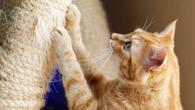 how-to-choose-a-cat-scratching-post-get-them-to-use-it-1