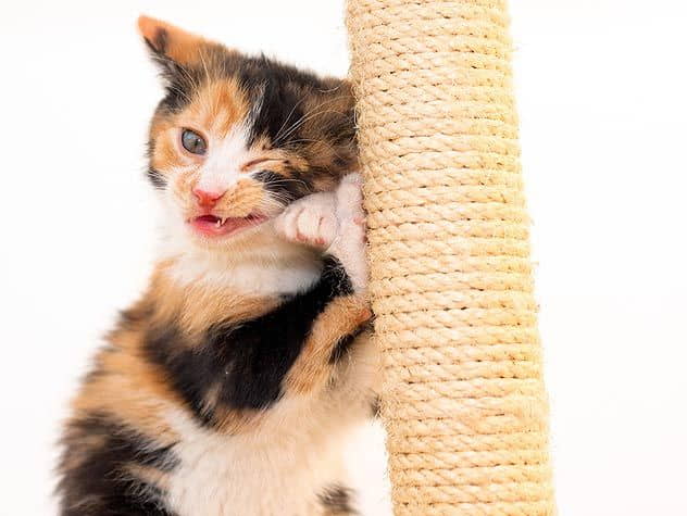 how-to-choose-a-cat-scratching-post-get-them-to-use-it