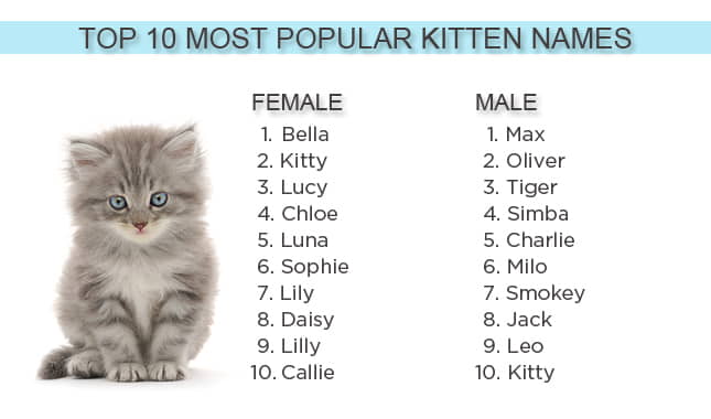 how-to-choose-the-best-cat-name-for-your-new-cat