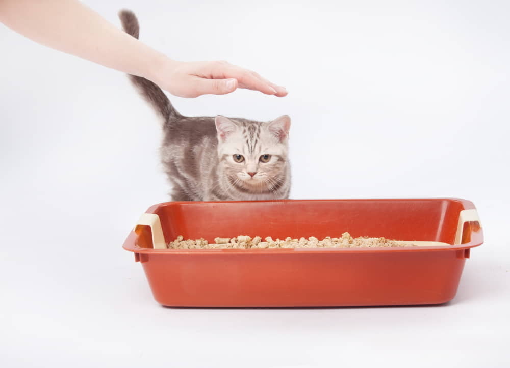 how-to-choose-the-right-cat-litter-for-your-cat-1