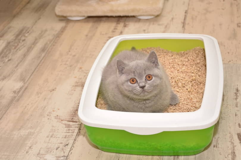 how-to-choose-the-right-cat-litter-for-your-cat-3