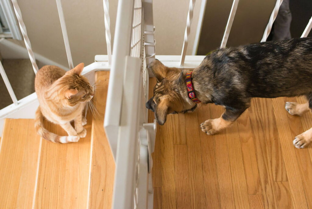 how-to-introduce-a-new-cat-to-another-cat-or-dog