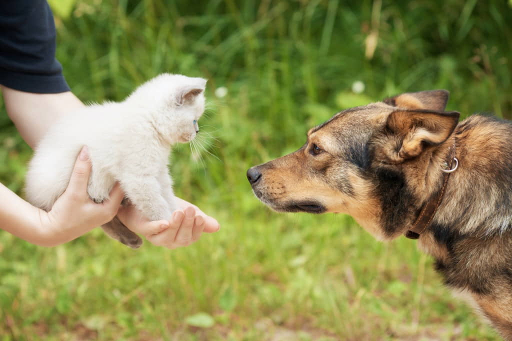 how-to-introduce-a-new-cat-to-another-cat-or-dog-2