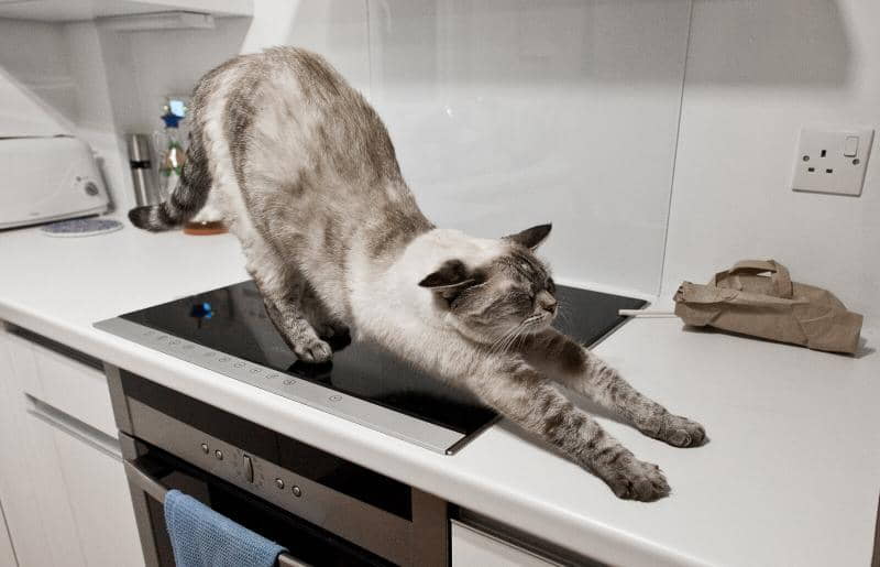 keep-cats-away-from-counter