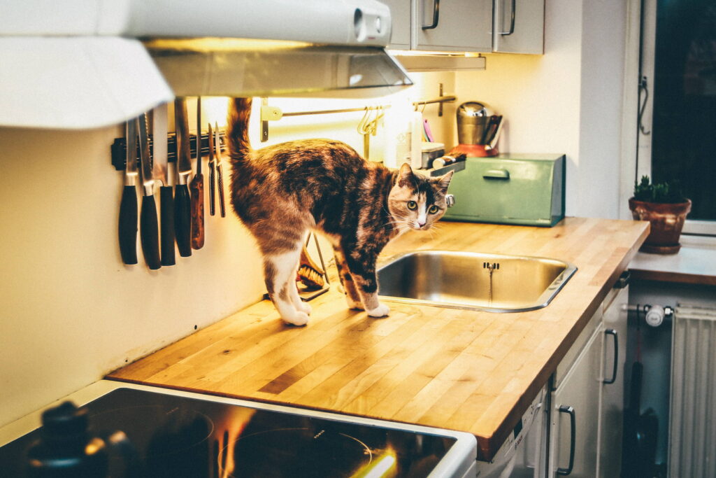 how-to-keep-cats-off-counters-4