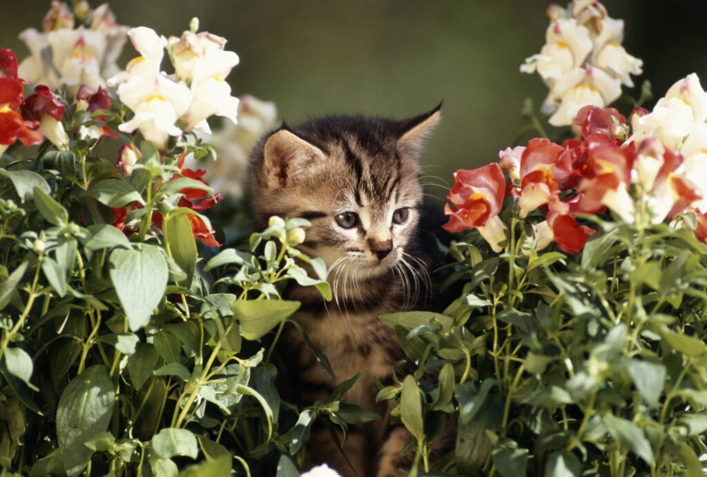 how-to-keep-cats-out-of-flower-beds-and-gardens-2