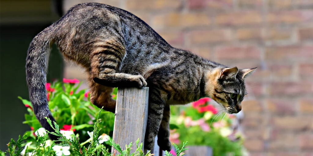 how-to-keep-cats-out-of-flower-beds-and-gardens-3