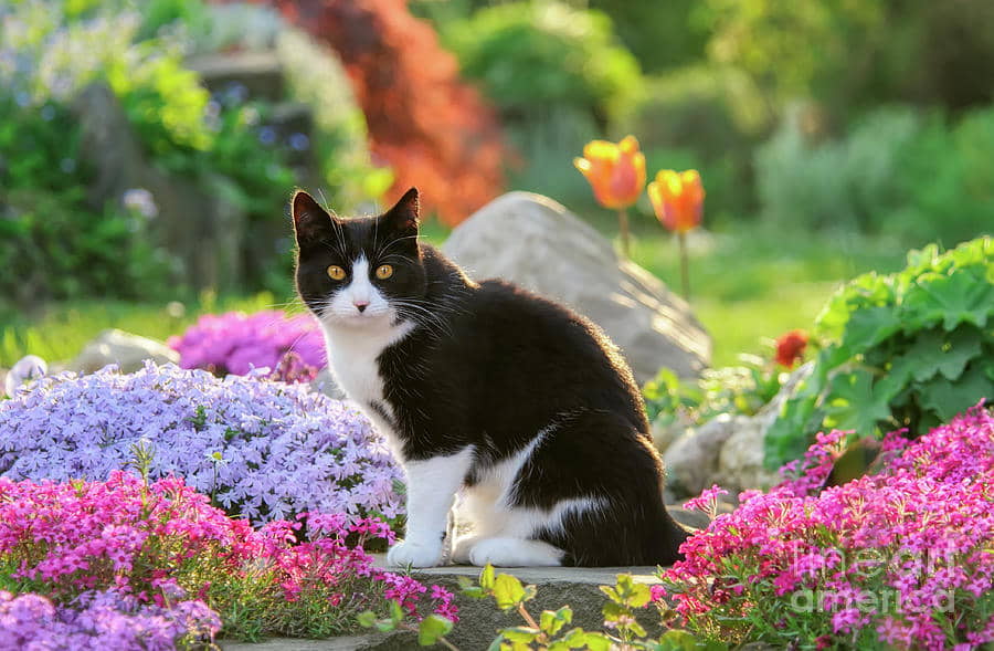 how-to-keep-cats-out-of-flower-beds-and-gardens-4