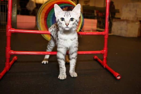 how-to-make-your-own-cat-agility-course-1