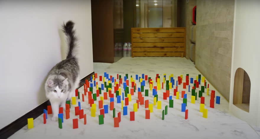 how-to-make-your-own-cat-agility-course-3