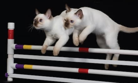 how-to-make-your-own-cat-agility-course-4