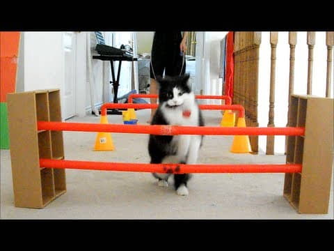 how-to-make-your-own-cat-agility-course