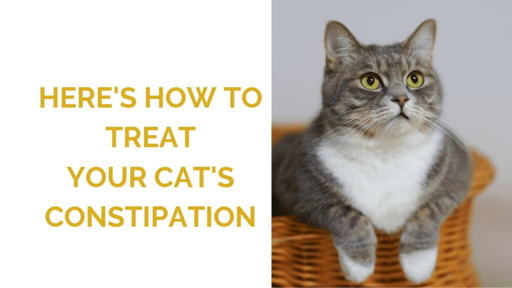 how-to-manage-cat-constipation