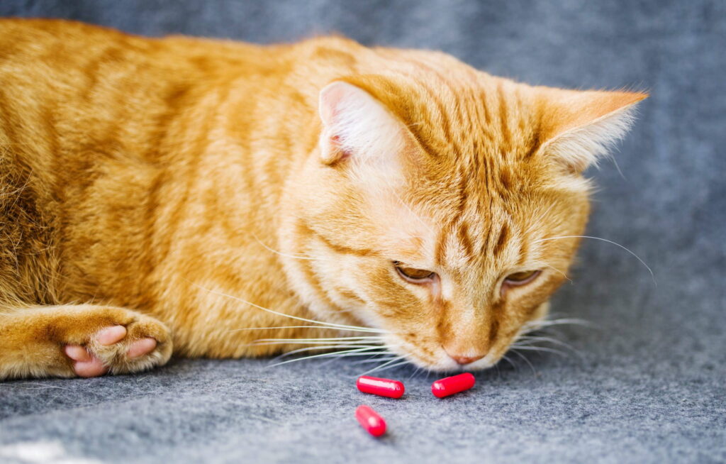 how-to-safely-give-your-cat-a-pill-1