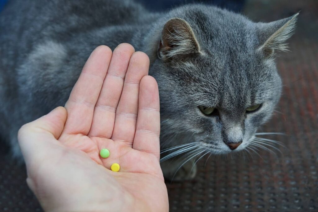 how-to-safely-give-your-cat-a-pill