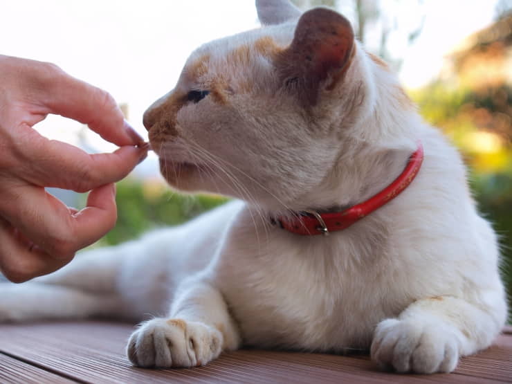 how-to-safely-give-your-cat-a-pill-2