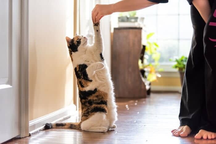 how-to-teach-a-cat-tricks
