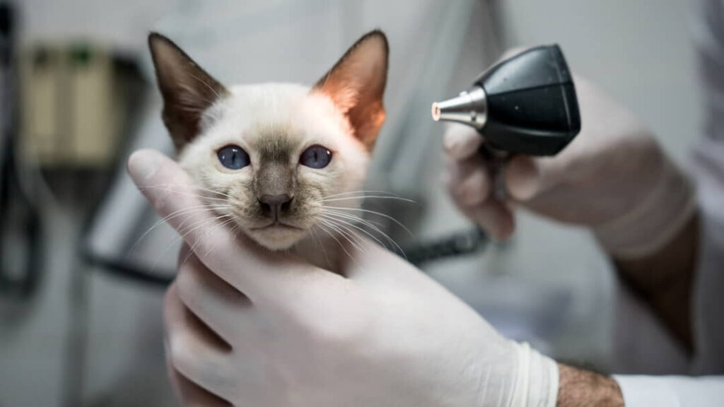 how-to-treat-ear-mites-in-cats-3