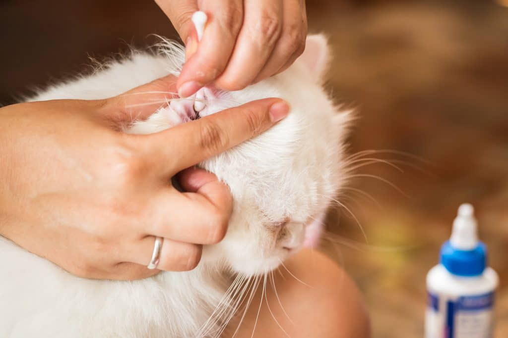 how-to-treat-ear-mites-in-cats