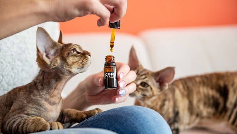 is-cbd-oil-good-for-cats-1