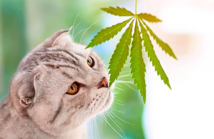 is-cbd-oil-good-for-cats-4