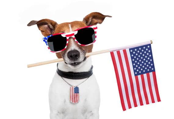 keep-your-pet-safe-on-july-4