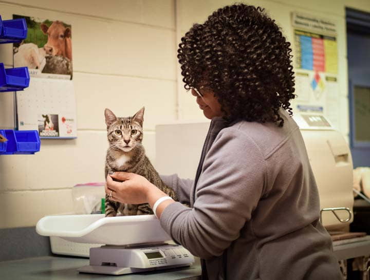 when-to-consult-a-veterinarian-about-your-cat